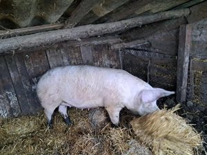 Porci de vanzare - imagine 3