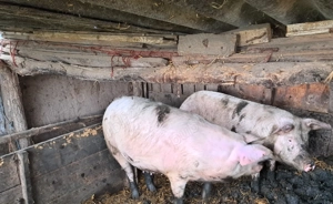 Porci de vanzare - imagine 2