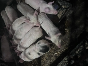 Vand purcelasi 9 saptamani - imagine 2