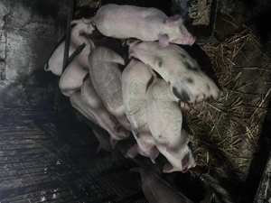 Vand purcelasi 9 saptamani - imagine 3