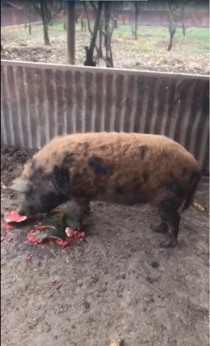 Vand porci de tara, rasa Marele Alb si rasa Mangalita - imagine 3