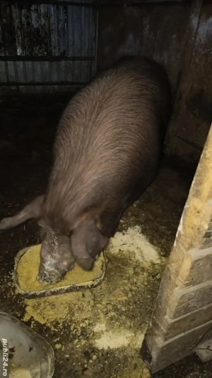 vând porci duroc de la 100 kg pana la 220 kg  - imagine 2