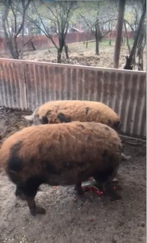 Vand porci de tara, rasa Marele Alb si rasa Mangalita - imagine 5