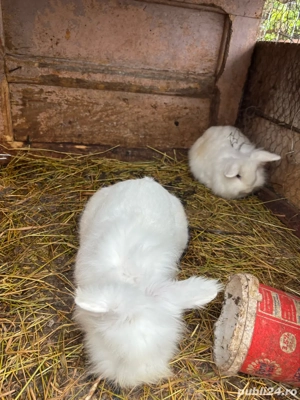 se vand toti iepuri cap de leu 50 lei urias german 150 