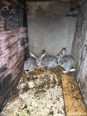 se vand toti iepuri cap de leu 50 lei urias german 150  - imagine 5