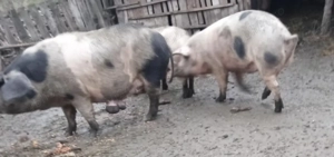 Porci 150-180KG, pret 20 RON   KG - imagine 2