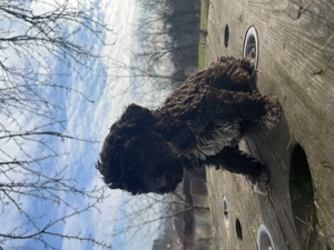 Cățelușe Lagotto Romagnolo - imagine 2