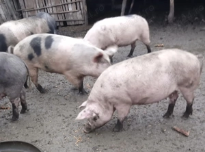 Porci 150-180KG, pret 20 RON   KG - imagine 4