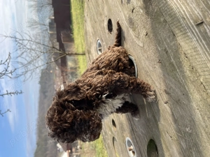 Cățelușe Lagotto Romagnolo