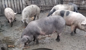 Porci 150-180KG, pret 20 RON   KG - imagine 3