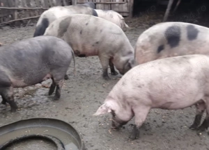 Porci 150-180KG, pret 20 RON   KG - imagine 5