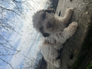 Cățelușe Lagotto Romagnolo - imagine 4