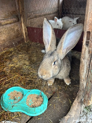 se vand toti iepuri cap de leu 50 lei urias german 150  - imagine 3