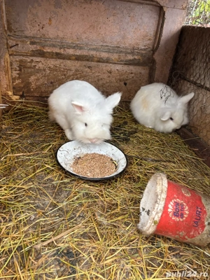 se vand toti iepuri cap de leu 50 lei urias german 150  - imagine 4