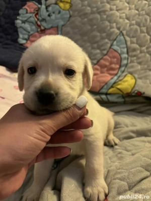 Pui labrador  deosebiți  - imagine 4