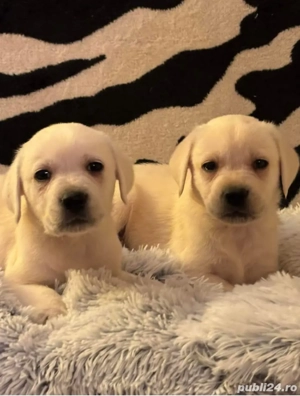 Pui labrador  deosebiți  - imagine 2