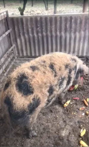 Vand porci de tara, rasa Marele Alb si rasa Mangalita - imagine 4