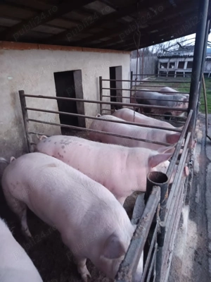 Vand porci - imagine 2