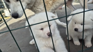 Pui akita inu japonez - imagine 3