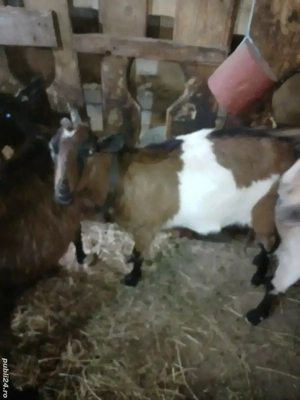 Iadă alpina franceza, gestanta 