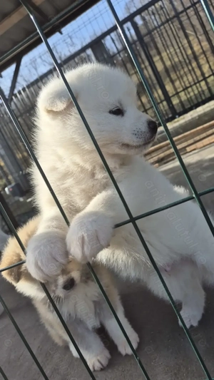 Pui akita inu japonez - imagine 4