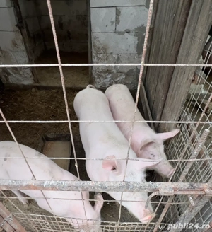 porci de vanzare