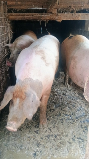 vand purcele - imagine 4