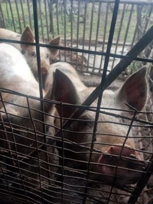 De vânzare porci mari