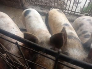 Vând doi porci frumosi - imagine 2