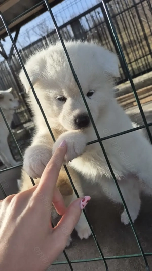 Pui akita inu japonez - imagine 5