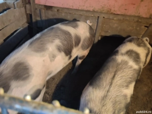 vând porcii petran crescuți natural fără slănină  - imagine 2