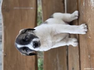 Disponibili  - imagine 5