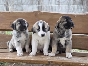 Disponibili  - imagine 3