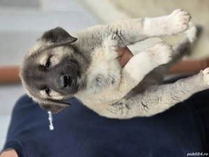 Disponibili  - imagine 4