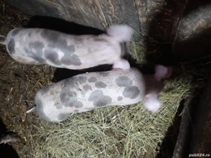 Vand două purcele ,rasă petreni 30kg - imagine 2
