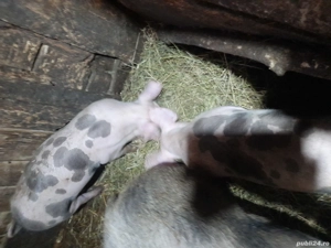 Vand două purcele ,rasă petreni 30kg