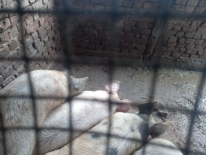 Vând un porc alb numai bun de pus pe masa de Craciun