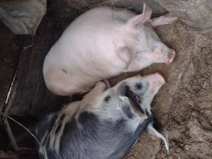 Porci de vânzare  - imagine 2