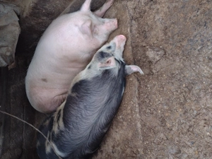 Porci de vânzare  - imagine 3