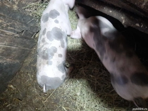 Vand două purcele ,rasă petreni 30kg - imagine 4