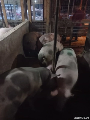 porci de vânzare  - imagine 3