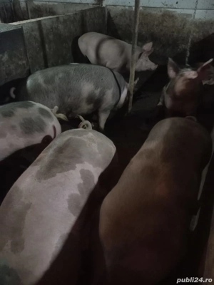 porci de vânzare  - imagine 4