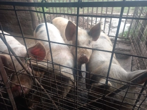 De vânzare porci mari - imagine 3