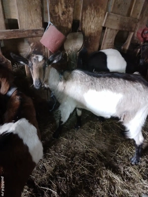 Iadă alpina franceza, gestanta 