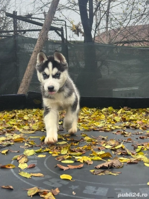 Pui Husky Siberian  - imagine 2
