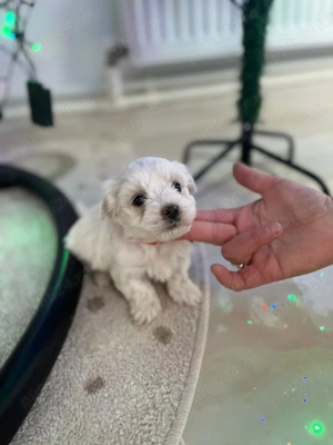 Pui Bichon  - imagine 4