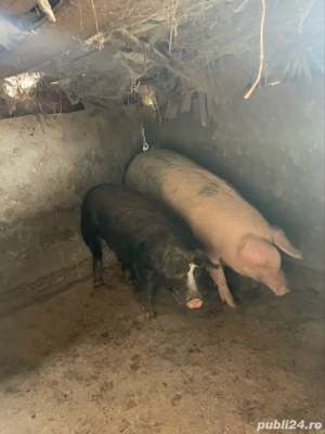 porci crescuti natural  - imagine 2