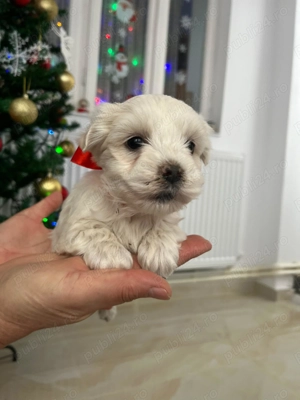 Pui Bichon  - imagine 3