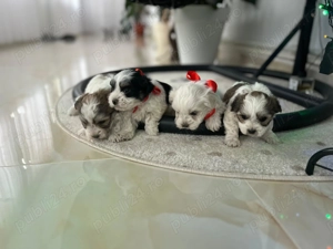 Pui Bichon  - imagine 2