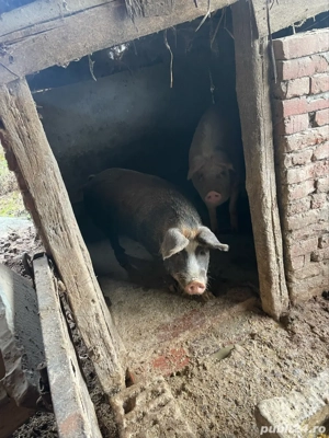 porci crescuti natural  - imagine 4